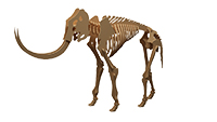 Mammoth (Anatomically Correct)