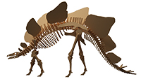 Stegosaurus Dinosaur (Anatomically Correct)