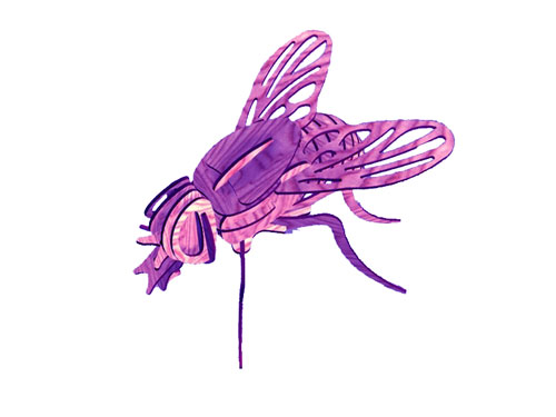 Creative Fly (plasma)