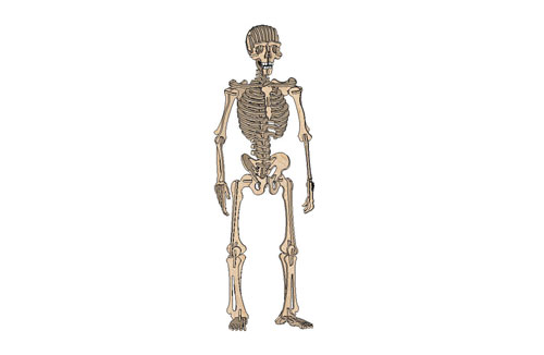 Complex Human Skeleton