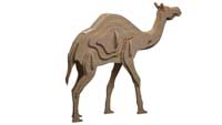 The Single Hump Camel