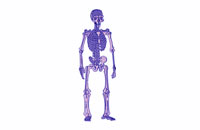 The Complex Human Skeleton (plasma)