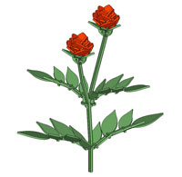 The Rose (flower)