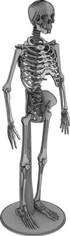 Kool Human Skeleton