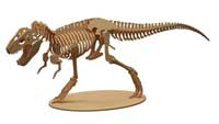 T-Rex Dinosaur (Anatomically Correct)